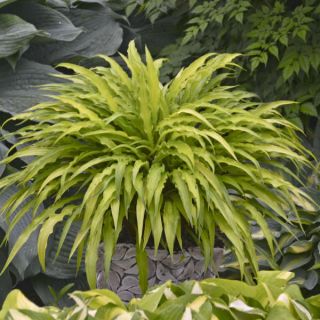 Funkie - Hosta Curly Fries; Herzblattlilie