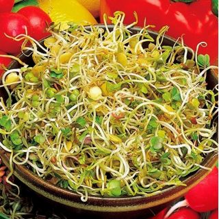 Csíra - retek és lencse -  Raphanus sativus, Lens culinaris - magok