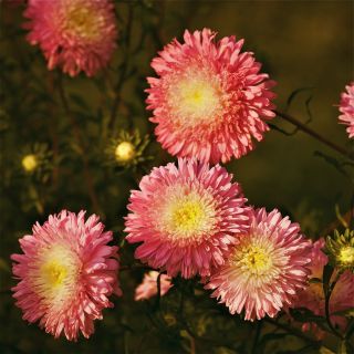 Princesa aster china 'Niusia' - 