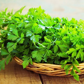 أوراق البقدونس "ناتاليا" - أوراق سلسة وعطرية -  Petroselinum crispum - Natalka - ابذرة