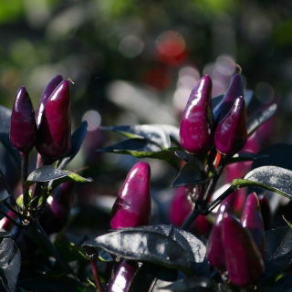 Chili peber 'Royal Black' - frø
