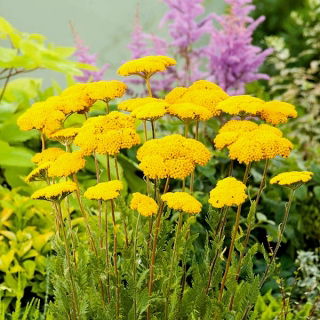 Duizendblad - Parker's - geel - Achillea millefolium