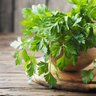 أوراق البقدونس "ناتاليا" - أوراق سلسة وعطرية -  Petroselinum crispum - Natalka - ابذرة