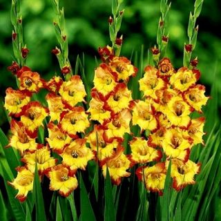 Gladiolus Princess Margaret Rose - 5 bulbs