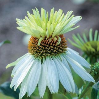 Istočni ljubičasti coneflower - Mount Hood - 1 kom .; Jež coneflower, ljubičasti coneflower