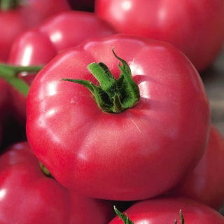 BIO Tomate 'Favorite' - zertifizierte Bio-Samen