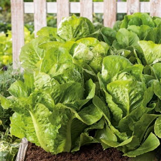 Romaine lettuce 'Valmaine' - kaya akan vitamin C dan A - Lactuca sativa - Valmaine - biji