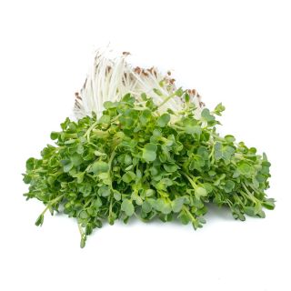 BIO tärkavad seemned - Daikoni redis - sertifitseeritud maheseemned; valge redis, talvine redis, idamaine redis, pikk valge redis - 
