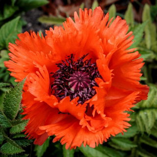Poppy oriental "Beauty of Liwer" - merah, keriting - 