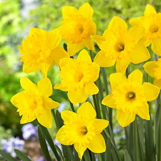 Narcissus Dutch Master - Daffodil Dutch Master - 5 bulbs