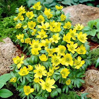 Eranthis cilicica - cikicica zimní - 5 květinové cibule