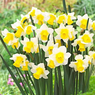 Narcissus Golden Echo - Daffodil Golden Echo - 5 lampu