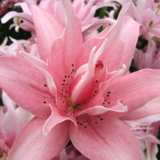 Liljat Asiatic - Elodie - Lilium Asiatic Elodie