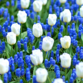 Prato bianco-blu - tulipano bianco e giacinto di uva armena - 