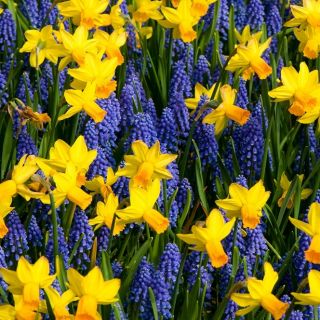 Ensemble bleu – jaune - Jacinthe grappe + Jonquille - 60 pcs - 