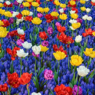 Selection of colourful tulips with blue Armenian grape hyacinth – 50 pcs
