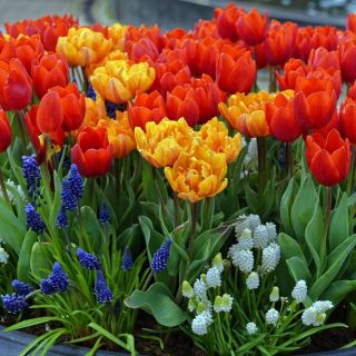 Auswahl der roten und orangefarbenen Tulpen + weiße und blaue Traubenhyazinthe - 60 Stück