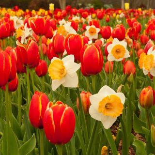 Hoa tulip đỏ và hoa thủy tiên trắng - bộ 50 mảnh - 