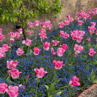 Tulip "Innuendo" og blue alpine forget-me-not - løg og frø sæt