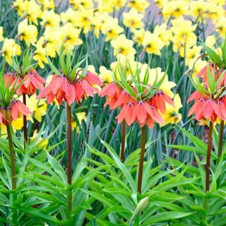 มงกุฎแดงและ jonquil - 18 ชิ้น - 
