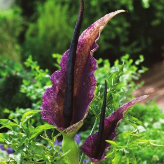 Dragon lily - Dracunculus vulgaris; dracunculus umum, naga arum, arum hitam, voodoo lily, lily ular, bau lily, naga hitam, lily hitam, dragonwort, ragons