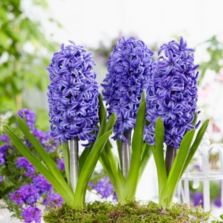 יקינתון כחול פרל - 3 יח ' - Hyacinthus