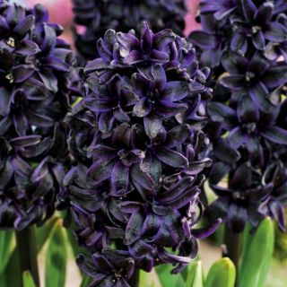 Hyacint-slægten - Dark Dimension - Hyacinthus