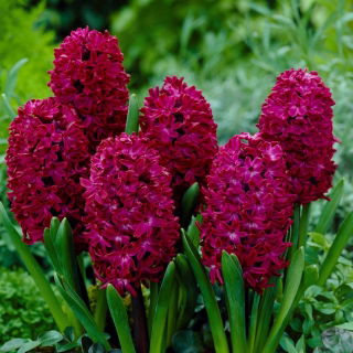 Jacinto - Woodstock - paquete de 3 piezas - Hyacinthus