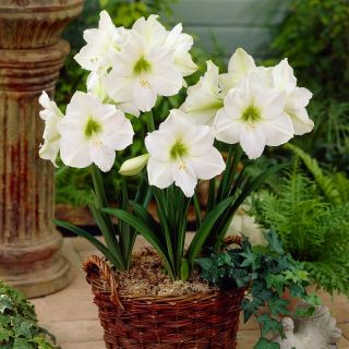 Hippeastrum – Amaryllis - Matterhorn