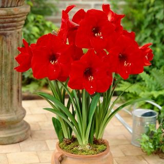 Amaryllissläktet - Red Lion - Hippeastrum