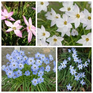 Sternblume - Ipheion - Farbmischung - große Packung! - 80 Stück