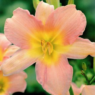 Хемероцаллис, Даилили Цатхерине Воодберри - булб / тубер / роот - Hemerocallis hybrida Catherine Woodberry