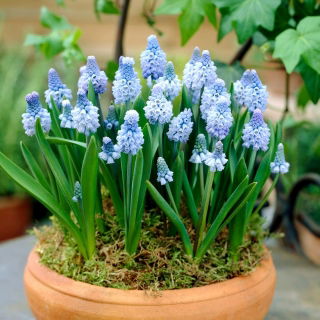 Muscari azureum - Grape Hyacinth azureum - 10 bulbs