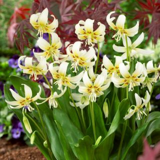 Erythronium - White Beauty