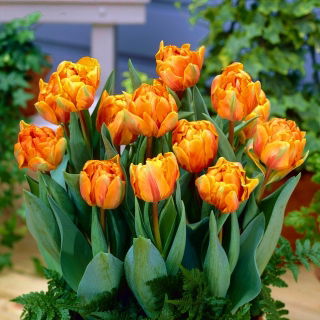 Tulipa Orange Princess - Tulip Orange Princess - 5 bulbs