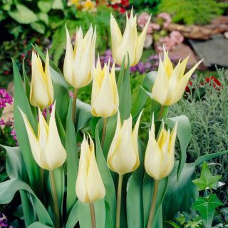 튤립 삿포로 - 튤립 삿포로 - 5 구근 - Tulipa Saporro
