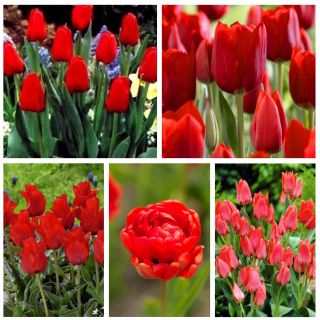 Auswahl der rot blühenden Tulpen - 200 Stück