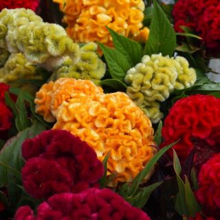 Tuppkam - Celosia argentea var. cristata - Värmetålig, flerfärgad charm - Färska frön