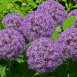 Ail ornemental Globemaster - grand paquet ! - 10 pièces - 