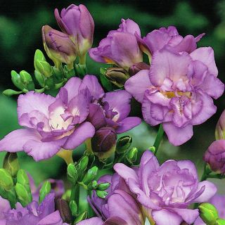 Freesia - Double Blue - paquete de 10 piezas
