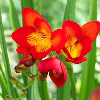Freesia - Single Red - paquete de 10 piezas