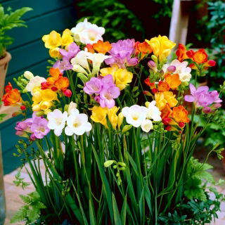 Freesia - Single Mix - paquete de 10 piezas