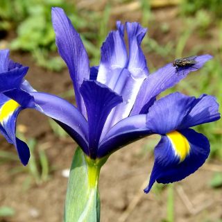 Iris-slægten (Iris × hollandica) - Saphire Beauty - pakke med 10 stk