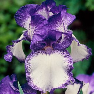 Iris germanica Împingeți buclă - bulb / tuber / rădăcină
