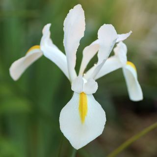 Lis (Iris × hollandica) - White Excelsior - pakket van 10 stuks