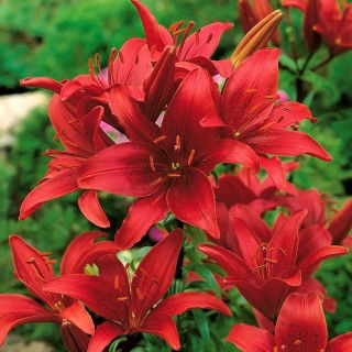 Lilium, Lily Asya Kırmızı - ampul / yumru / kök - Lilium 