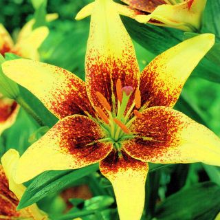 Лилия Азиатская - Latvia - - Lilium Asiatic Latvia