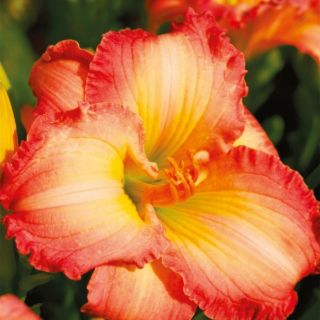 Hemerocallis, Daylily Frosted Vintage Ruffles
