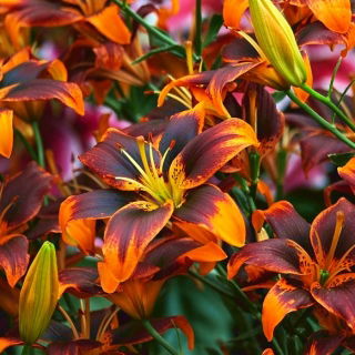 Lilium, Lily Forever Susan