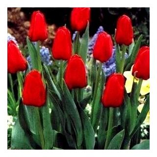 Tulipán Hollandia - csomag 5 darab - Tulipa Hollandia